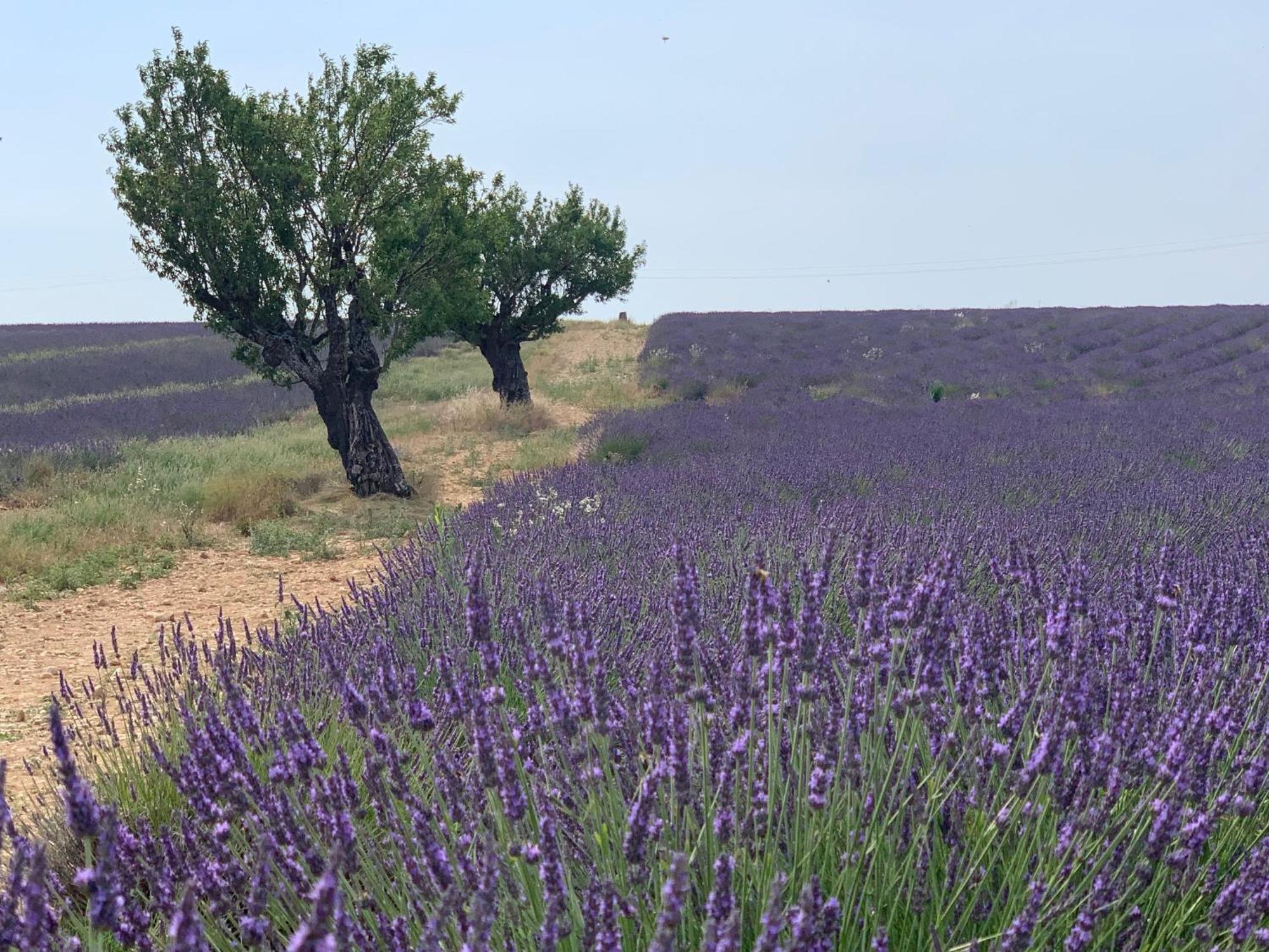 Studio Nuitee En Provence 2 Éguilles Esterno foto